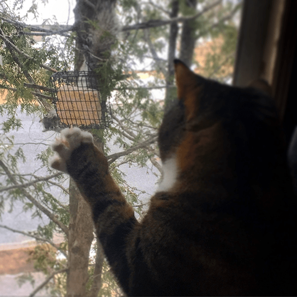 Cat in a window watching a squirrel eat from the bird feeder