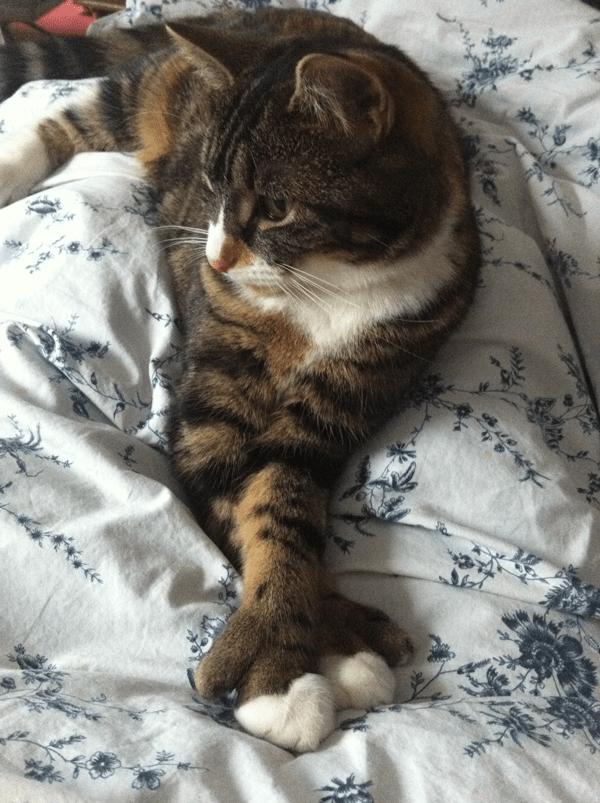 Cat with extra toes