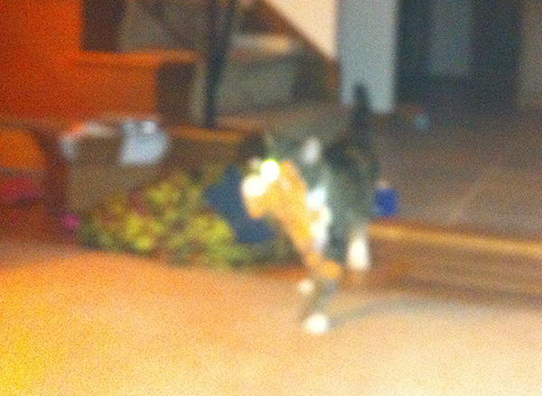 Kitten carrying a Tigger toy