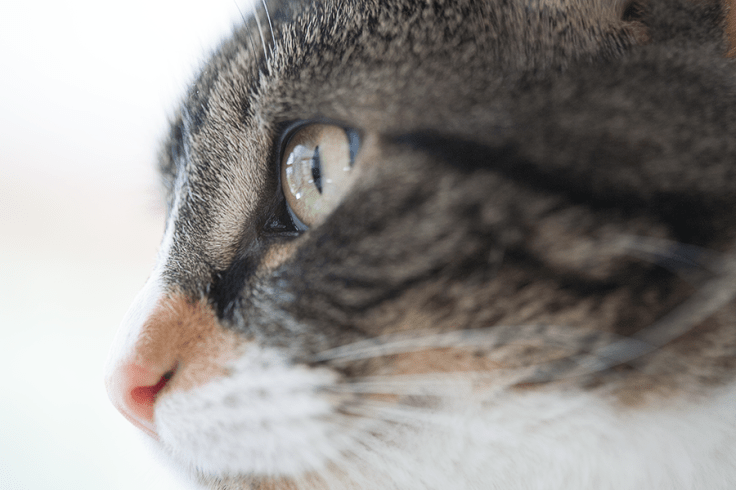 Detail of cat eye