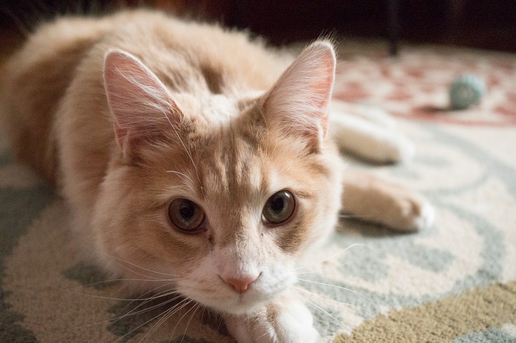 Marmelade colored Maine coon, Himalayan kitten.